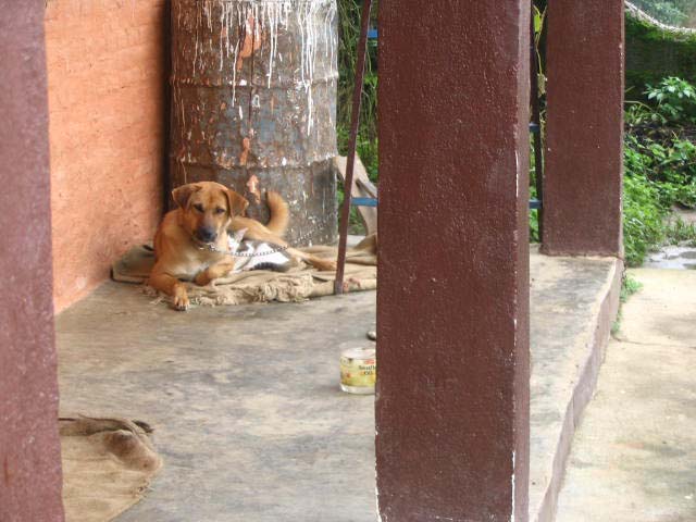 catsndogs