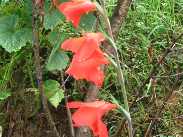 flower