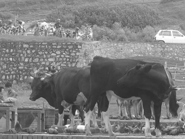 holycow