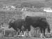 holycow